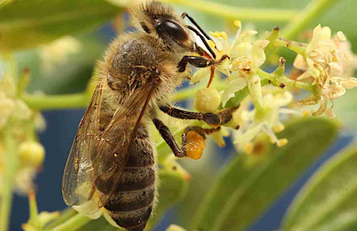 Bordas florestais sustentam redes de polinização em hortaliças