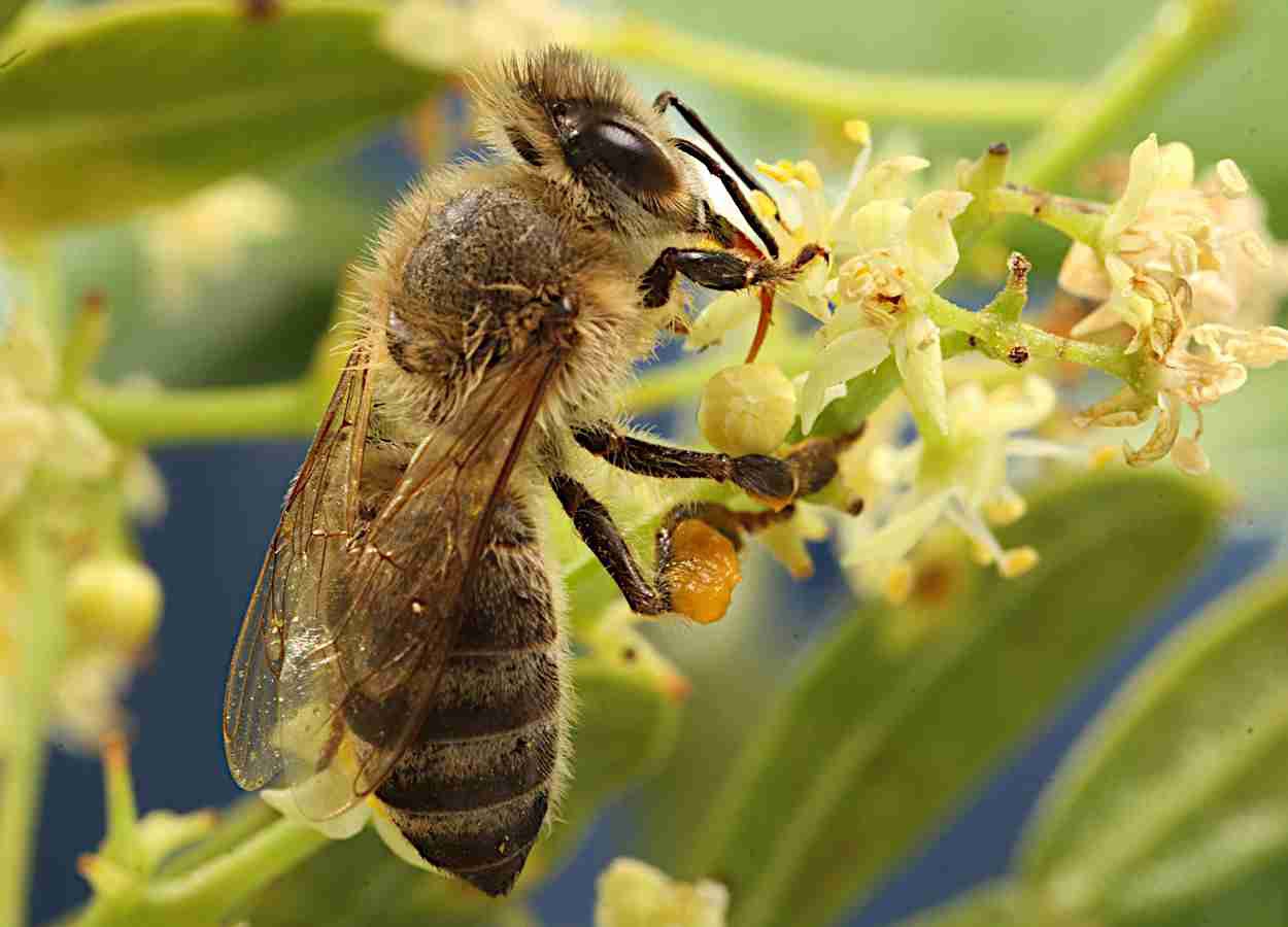 Bordas florestais sustentam redes de polinização em hortaliças