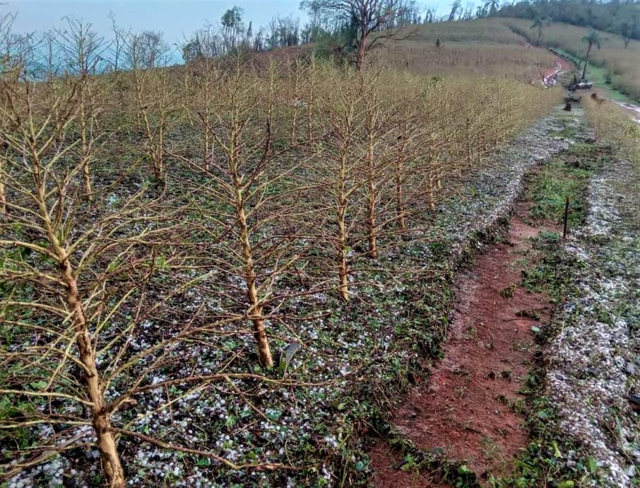 Emater-MG inicia novo levantamento de lavouras atingidas por chuvas de granizo | Revista Cultivar