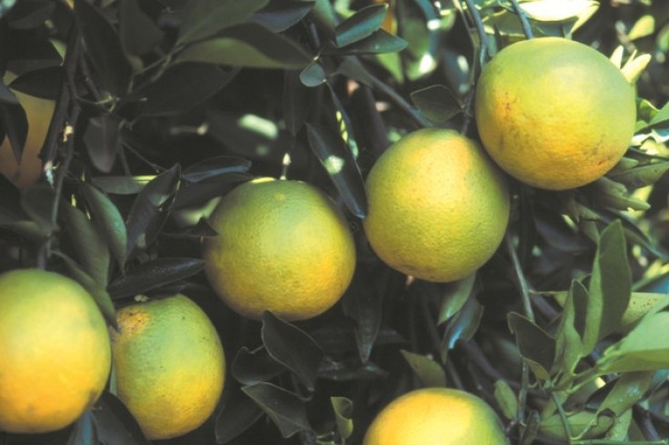 Portaria define preço mínimo da laranja