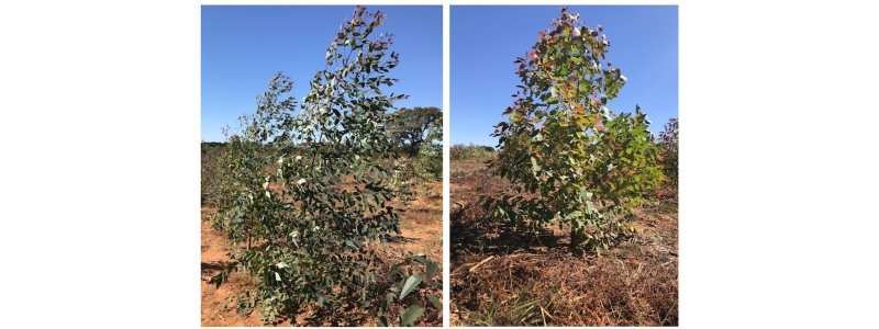 Eucalyptus para as condições climáticas e de solo do Tocantins