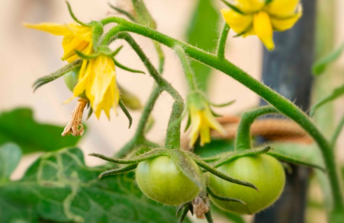 Mecanismo pode proteger tomate contra calor