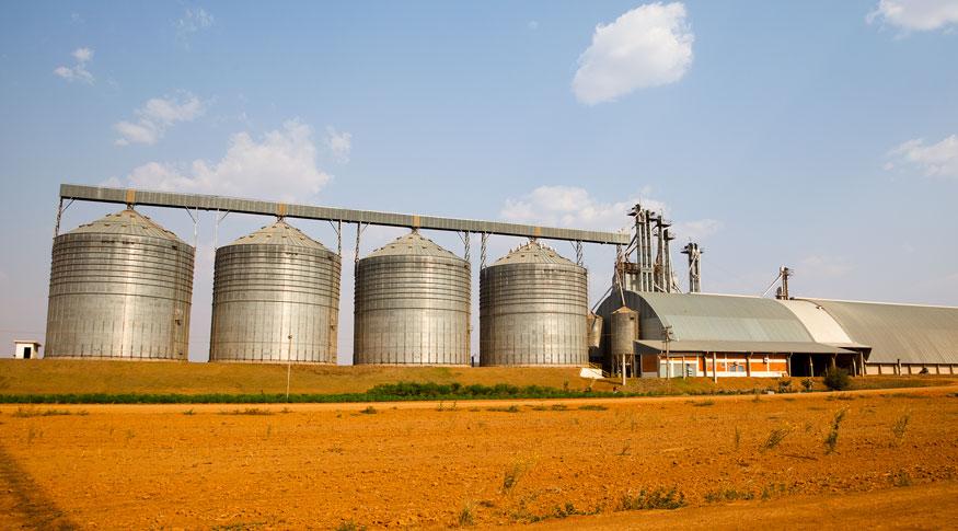 Soja lidera valor de produção na agricultura com R$ 104 bi