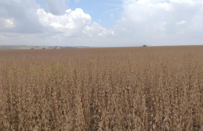 Região Sul lidera colheita da soja em Mato Grosso do Sul