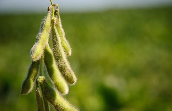 Soja avança com clima favorável no Brasil