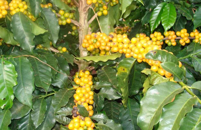 Epamig provides guidelines for harvesting coffee