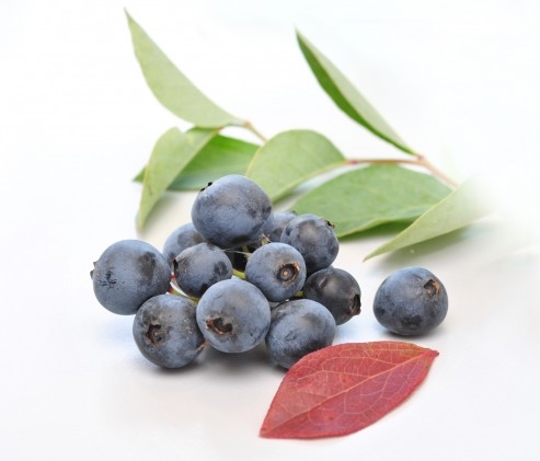 Pequenas Frutas trazem novidades