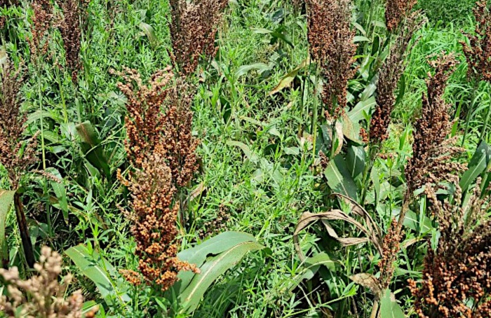 Consórcios forrageiros são alternativa para áreas sem milho em Mato Grosso