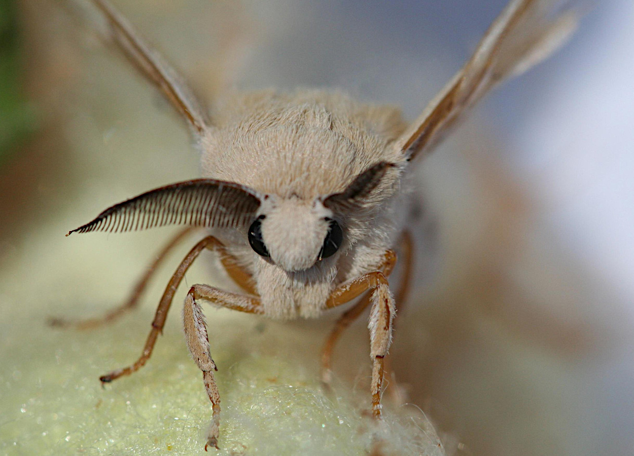 Foto:&nbsp;Lesley Ingram / Bugwood