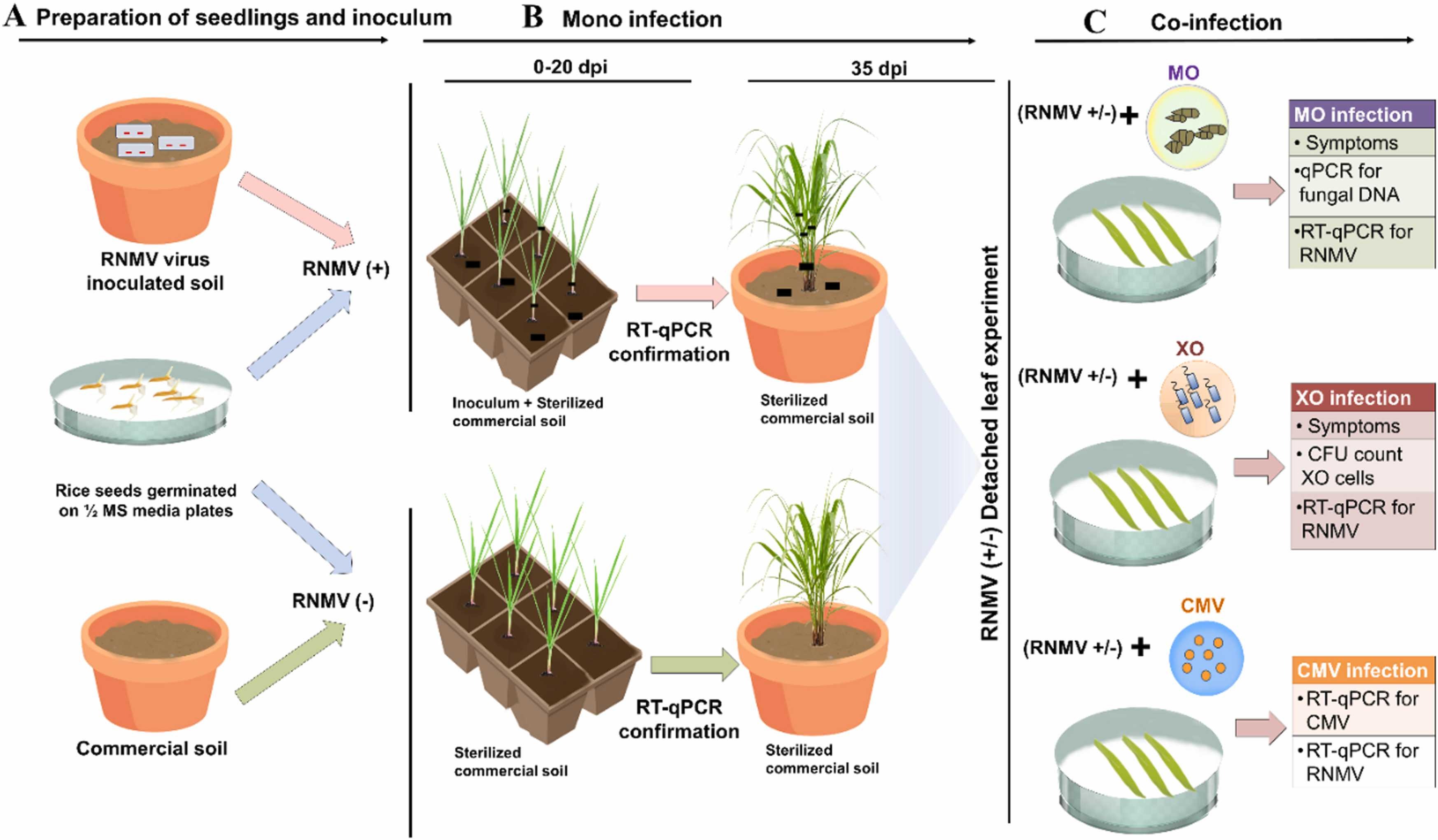 Ilustração de procedimentos experimentais para infecção por RNMV: <b>(A)</b> preparação de mudas e inóculo. Germinação de sementes de arroz in vitro e preparação do solo contendo fungos RNMV <i>Polymyxa graminis</i> (PG); <b>(B)</b> 1ª infecção por patógeno, transmissão de RNMV para mutantes Nipponbare, OsRDR1 e OsRDR6 por meio do cultivo de mudas em solo infestado por PG por 20 dias. Confirmação da infecção por RNMV em mutantes Nipponbare, OsRDR1 e OsRDR6 usando RT-qPCR e transferência para o novo balde com solo comercial; <b>(C)</b> coinfecção de 2º patógeno, ensaio de folha destacada realizado para investigar a coinfecção de patógenos MO, XO e CMV, análise do desenvolvimento dos sintomas da doença (tamanhos das lesões) e quantificação da biomassa fúngica e bacteriana, e o efeito da interação do RNMV e do segundo patógeno (MO, XO e CMV) dentro do hospedeiro no acúmulo de RNMV nas linhas mutantes Nipponbare, OsRDR1 e OsRDR6 foi avaliado por análise de RT-qPCR