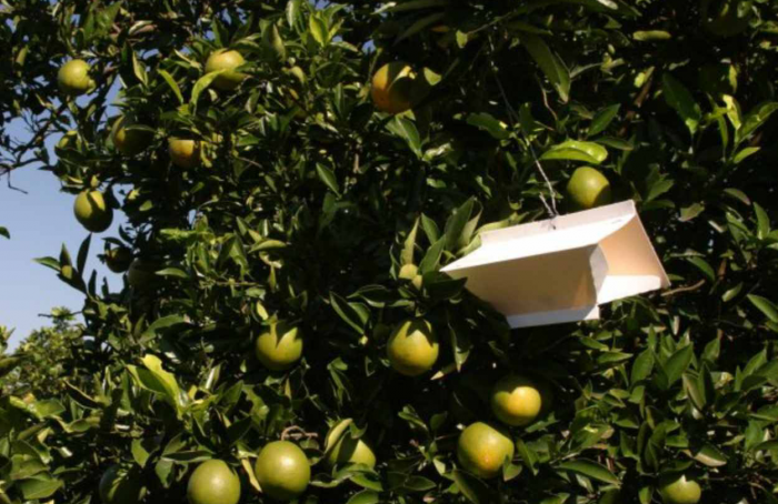 Armadilha para capturar bicho-furão reduz perdas nos pomares citrícolas