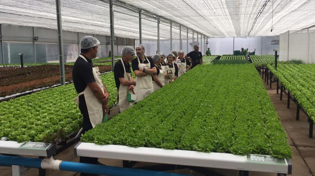 Projeto colaborativo oferece tecnologia para o cultivo de hortaliças