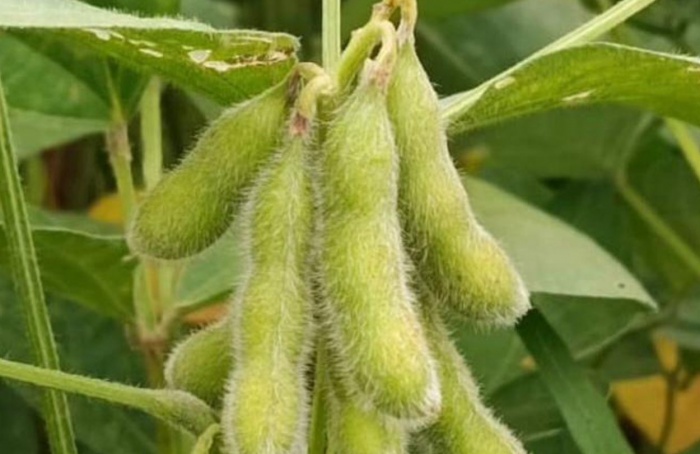 Prazo para cadastro da área de soja no MT vai até fevereiro