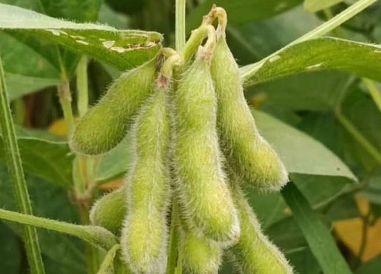 Prazo para cadastro da área de soja no MT vai até fevereiro