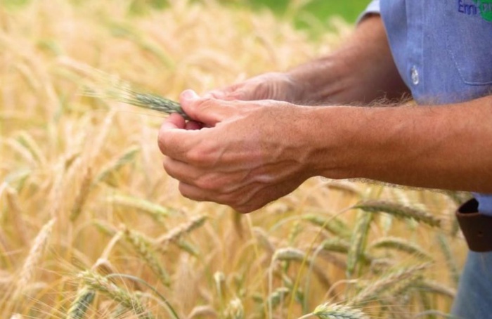 Triticale ganha espaço como alternativa agrícola no Cerrado