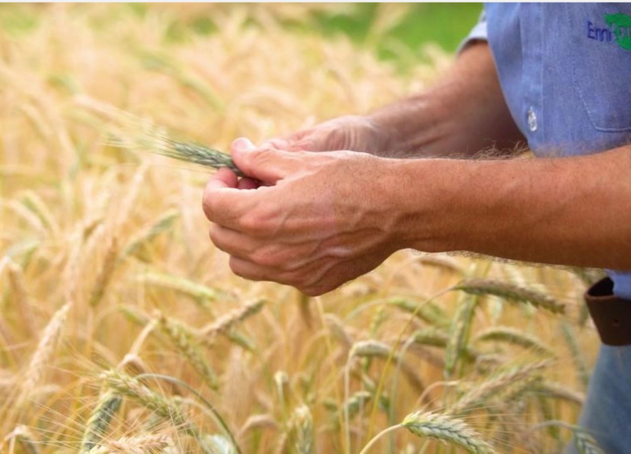 Triticale ganha espaço como alternativa agrícola no Cerrado