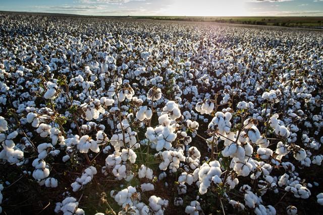 Com poucos agentes ativos, liquidez do algodão está baixo no spot nacional