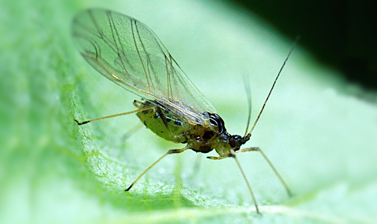 <i>Myzus persicae</i>&nbsp;- Foto: S. Bauer