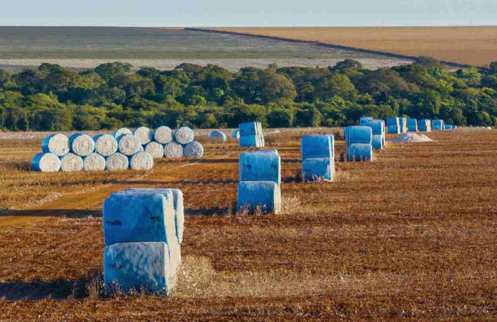 Algodão brasileiro consolida protagonismo global em 2025