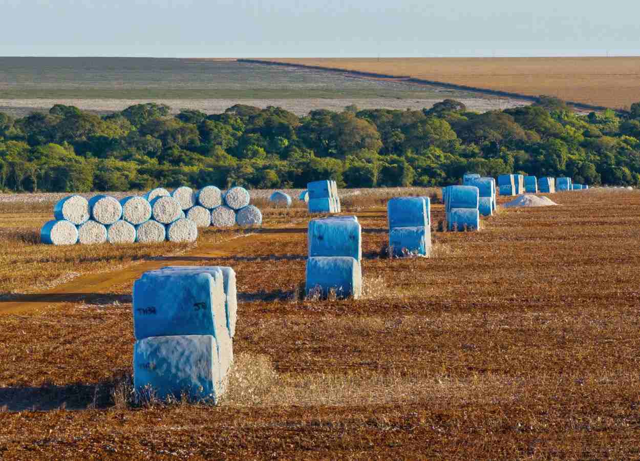 Algodão brasileiro consolida protagonismo global em 2025