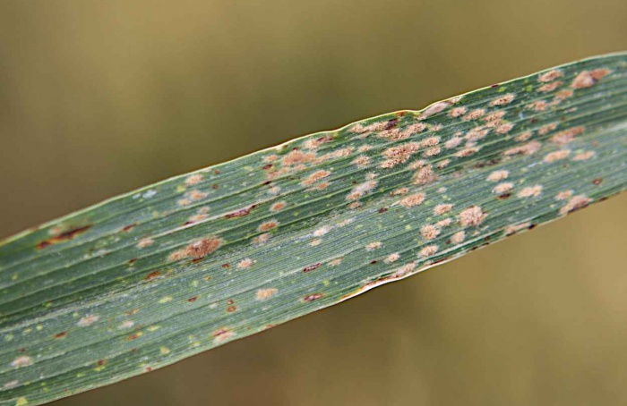 Dois genes explicam quebra de resistência do trigo ao oídio
