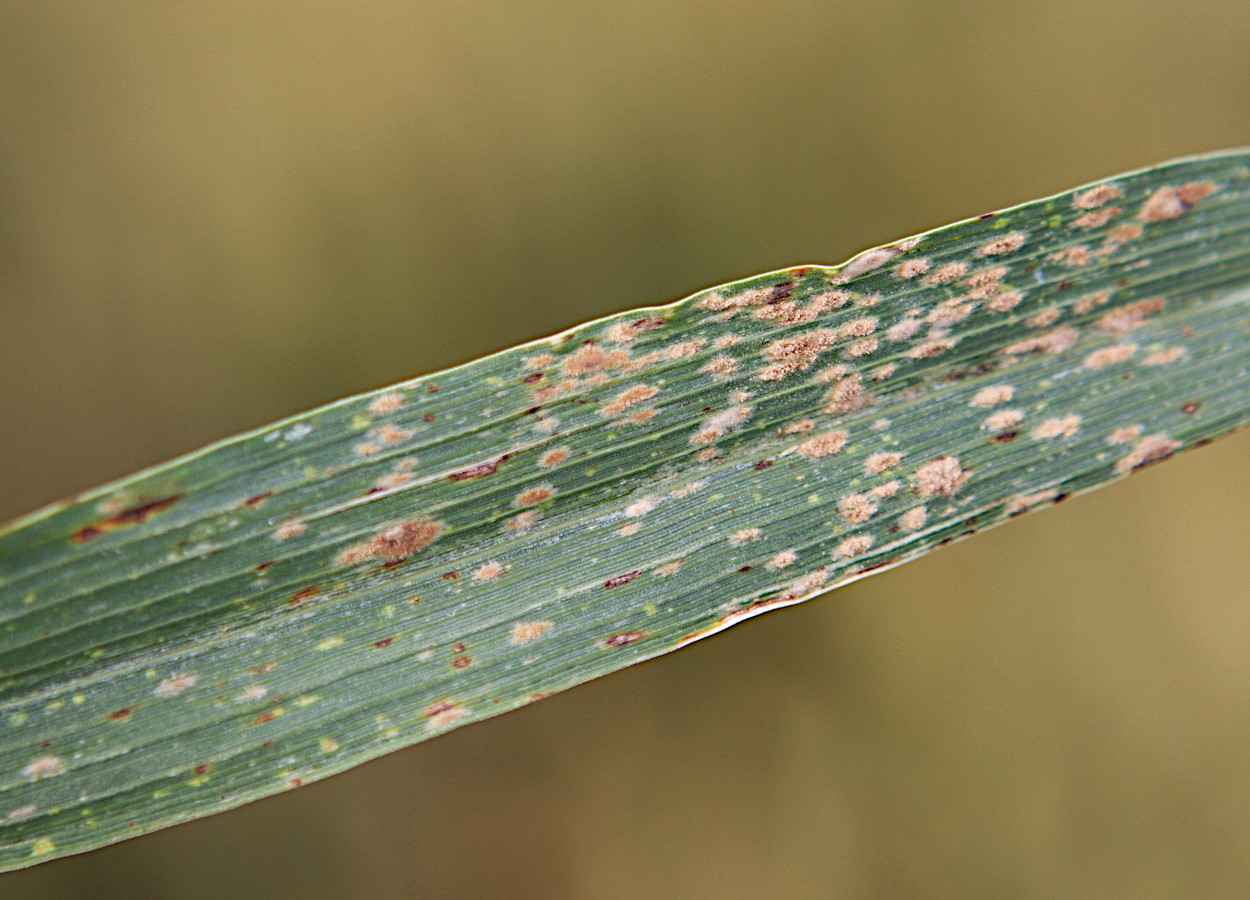 Dos genes explican la pérdida de resistencia del trigo al mildiú polvoroso.