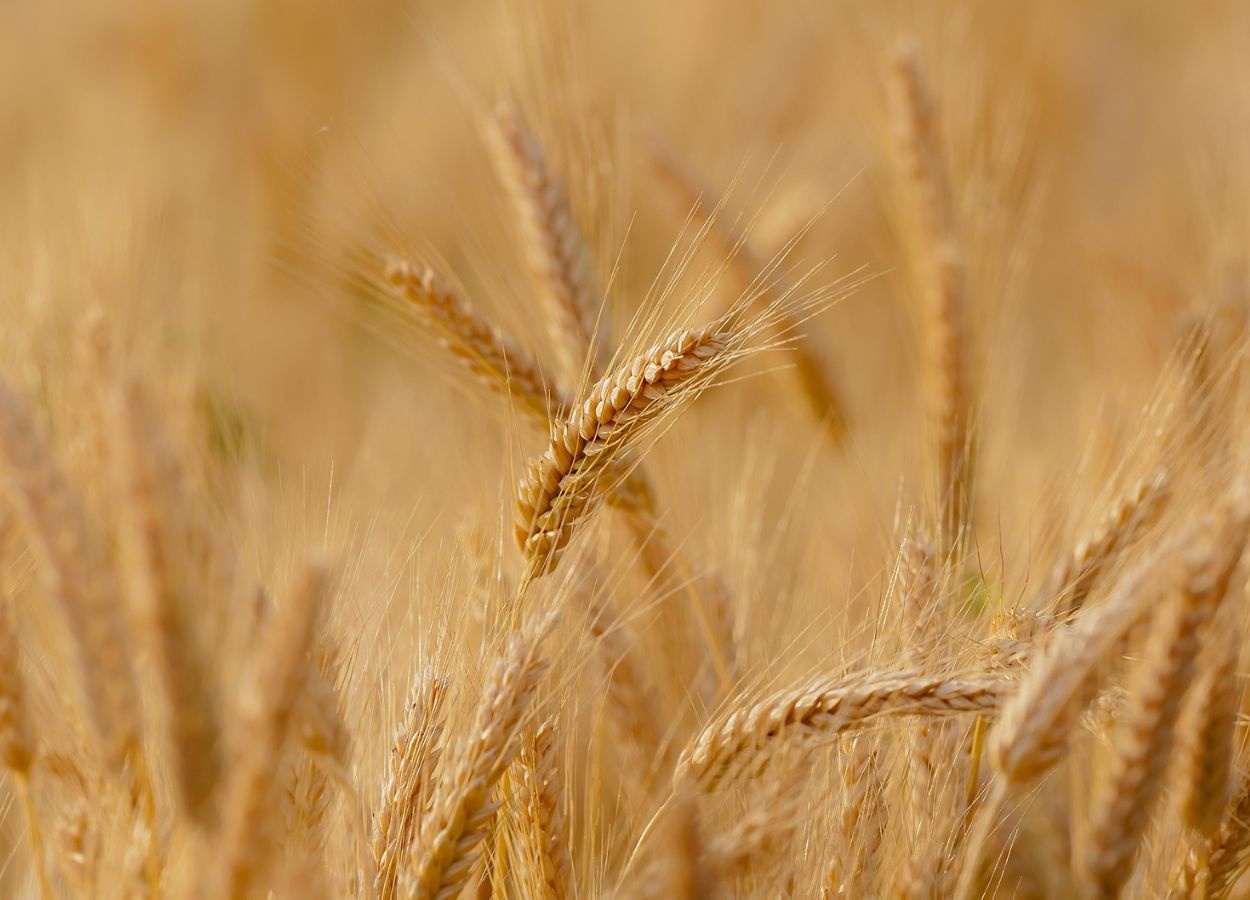 Condições climáticas favorecem o desenvolvimento do milho 2ª safra