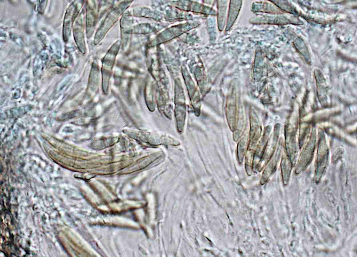 Estudo mostra como infecções no florescimento da canola contribuem para a reprodução de fungos resistentes a fungicidas