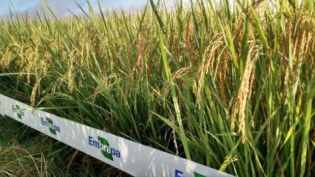 Nova variedade de arroz BRS Catiana será lançada na Agrotins