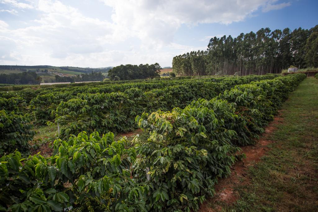 Produção de café na Bahia deve passar 3 milhões de sacas