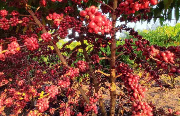 Cultivo de café canéfora sem irrigação avança no Acre