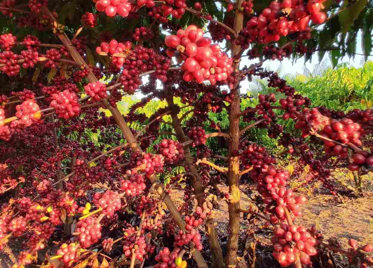 Cultivo de café canéfora sem irrigação avança no Acre