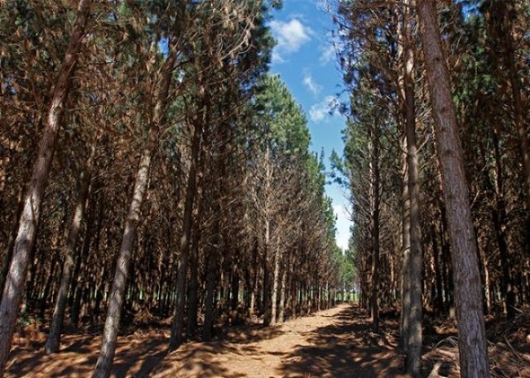 Softwares simulam manejo de precisão para plantios florestais