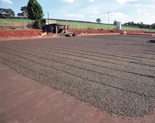 Produtores investem na lama asfáltica para pavimentar terreiro de café