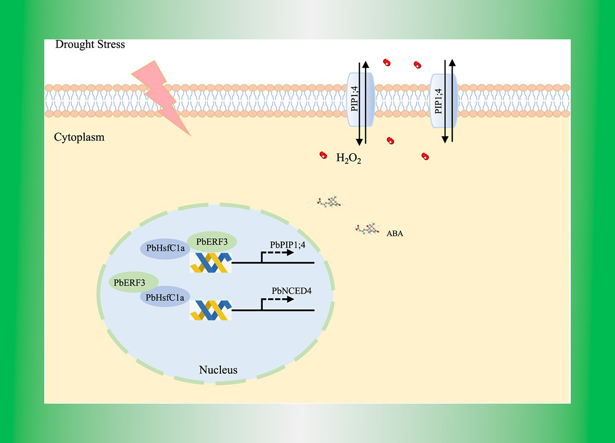 Um modelo de PbERF3 interagindo com PbHsfC1a ativa PbNCED4 e PbPIP1;4 ligado ao sinal ABA e H2O2 para resistência ao estresse hídrico -&nbsp;doi.org/10.1093/hr/uhae090