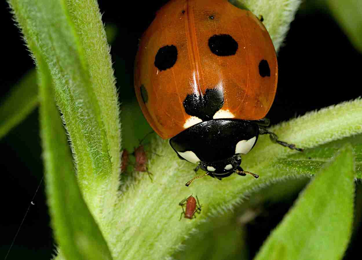 Uso indiscriminado de biológicos ameaça bases do manejo integrado