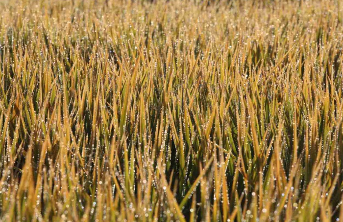 Custos e importação: o que esperar do arroz em 2025/26?