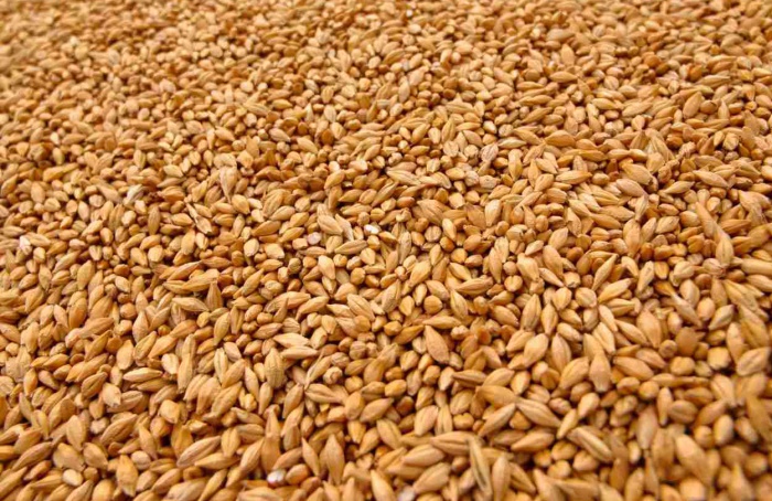 Wheat: cuts in Russian harvest estimates bring upward trend for contracts