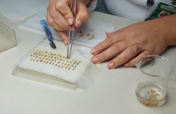 Sementes irregulares geram perdas e custos para agricultores