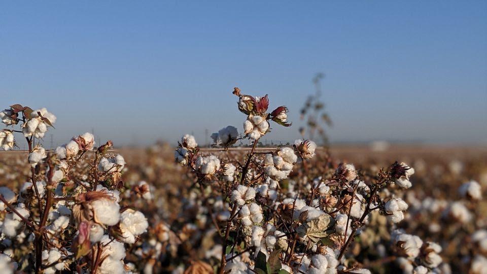 O Inseticida chaser extermina pragas e doenças do algodão.