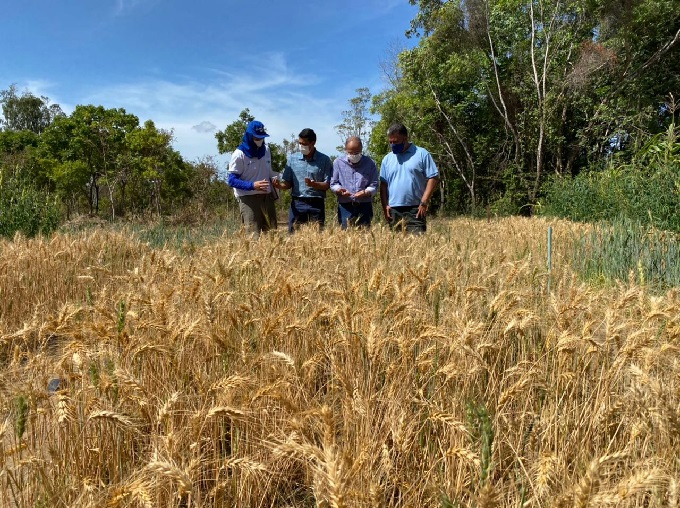Embrapa Roraima iniciou colheita do trigo para avaliação do desempenho agronômico e qualidade da farinha