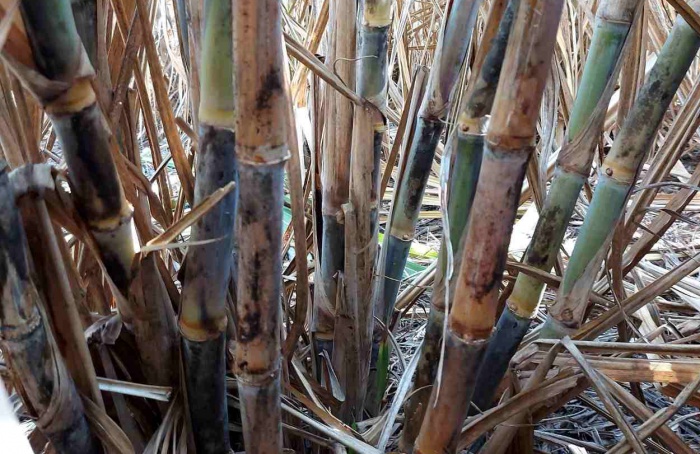 CTC aponta Colletotrichum falcatum como causa da murcha da cana