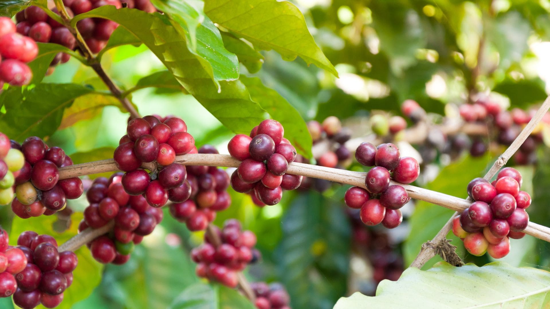 Café: mercado de nutrição cresce mais de 80% em três safras
