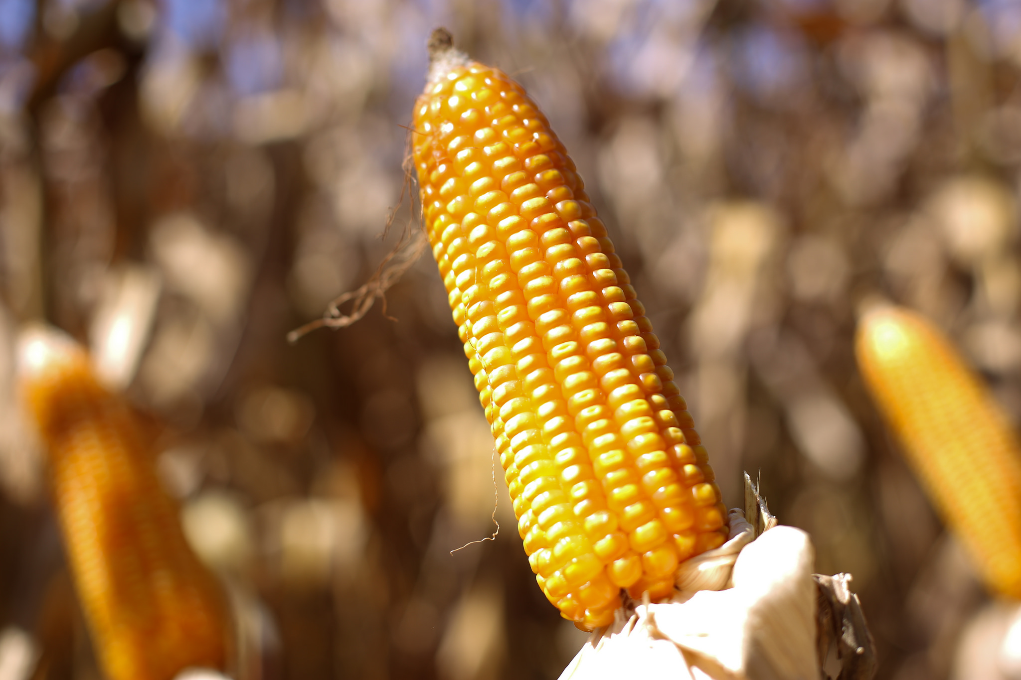 Queda externa e colheita no Brasil pressionam cotações do milho