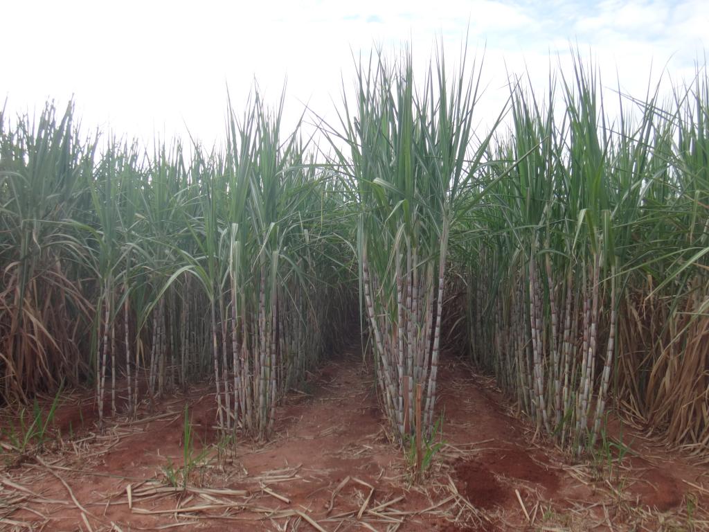 Equilíbrio e revitalização de solo na cana-de-açúcar