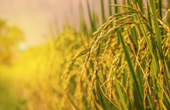 Preços do arroz cedem após meses de alta, aponta Itaú BBA