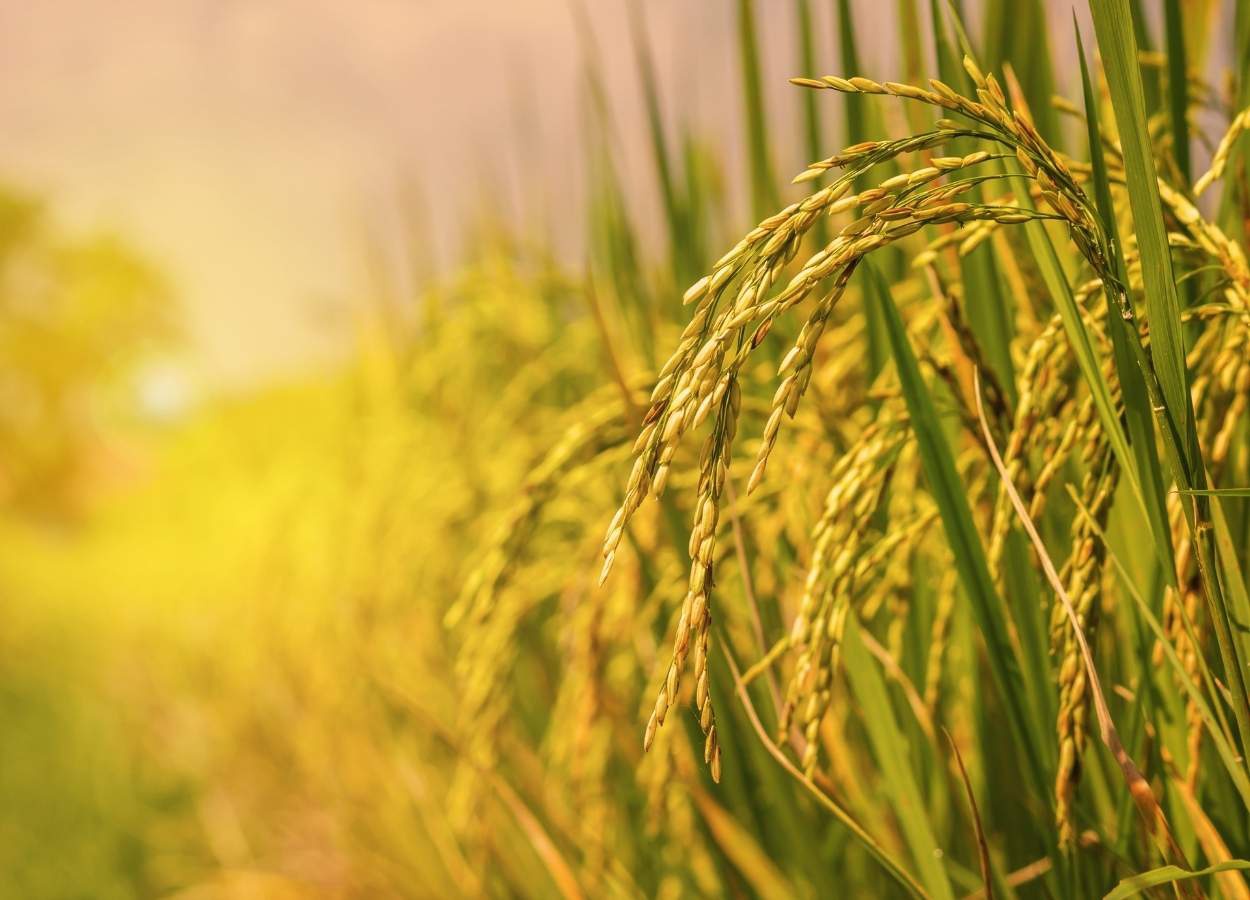 Preços do arroz cedem após meses de alta, aponta Itaú BBA