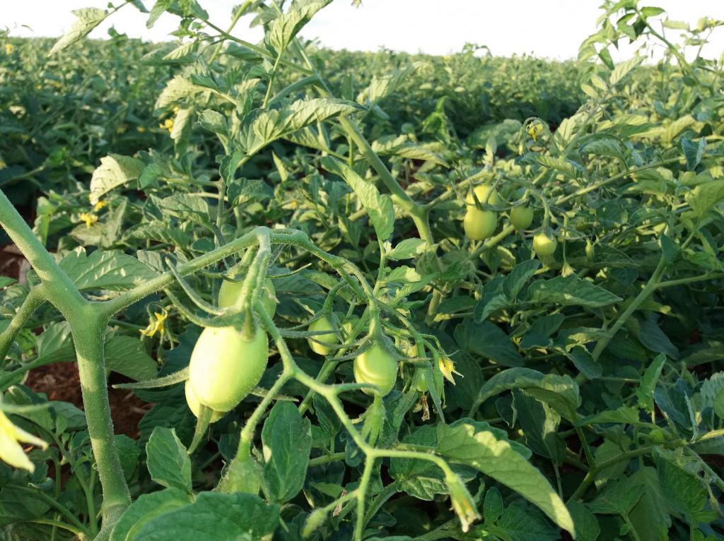 Uso de algas marinhas nas plantações de tomate preserva os nutrientes