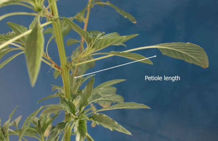 Nova detecção de Amaranthus palmeri em Dakota do Norte
