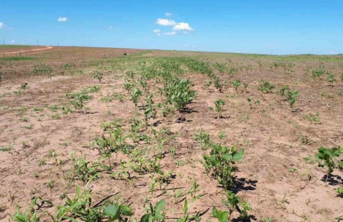 Vazio sanitário da soja começa no domingo (8) em Mato Grosso